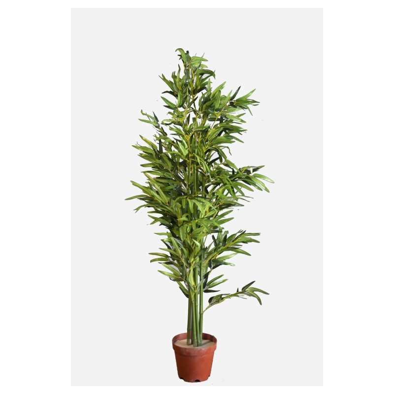 PLANTE EN POT Bambou